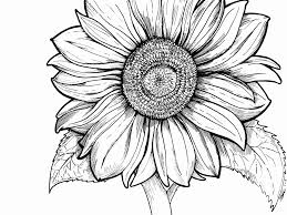 Maybe you would like to learn more about one of these? Coloring Sheet Sunflower Novocom Top