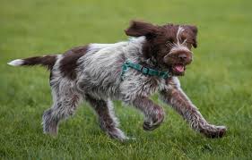 Wirehaired pointing griffons are obedient, respectful with strangers, good with other dogs, but like to chase cats. Wirehaired Pointing Griffon Info Temperament Puppies Pictures
