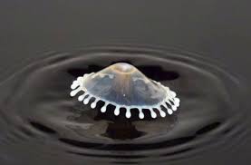 A Drop Of Milk Hitting Coffee Coffee Lover Coffee Cups Milk