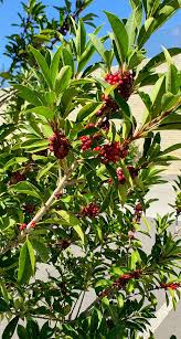 Image result for Ilex mitis