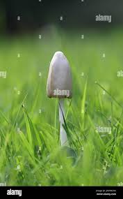 Image result for Conocybe lactea