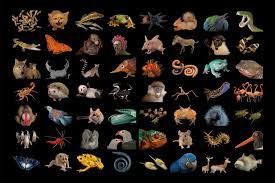What Animal Is Most Like You Rare Animals National Geographic Photography Animals
