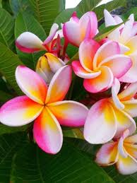 Bird Of Paradise Flower Meaning In Tamil Pin On Cd