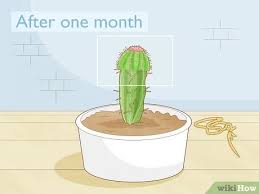 The best time to take cuttings for propagation. 4 Ways To Propagate A Cactus Wikihow