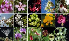 Image result for Ateleia herbert-smithii