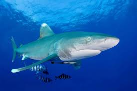 Want to discover art related to shark? Sharks At Unprecedented Risk Of Extinction After 71 Per Cent Decline New Scientist