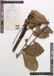 Image result for Eremospatha haullevilleana