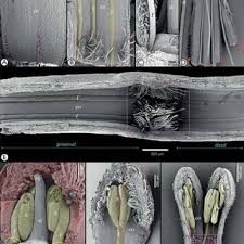 Image result for Triainolepis