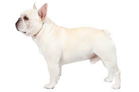 French bulldog information, how long do they live, height and weight, do they shed, personality traits, how much do they cost, common health issues. French Bulldog Dog Breed Information