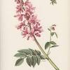 Coming home to daphne odora in winter and early spring is heavenly. 1