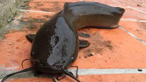 With over 60% protein it is an excellent source of nutrition and fish love it. Cuba Hopes A Catfish Will Solve Its Food Crisis But Is It Wrecking The Island S Ecosystem Wjct News