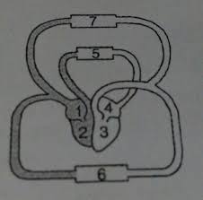 Urutan Aliran Darah Yang Mengandung Banyak Karbon Dioksida Pada Tubuh Manusia Ditunjukan Oleh Brainly Co Id