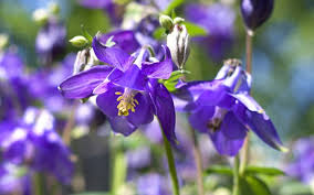 Cottage gardens today mostly focus on ornamental flowers, but it's possible to mix them with edibles, too. Top 10 Self Seeding Plants For A Low Maintenance Cottage Garden Tutoring You