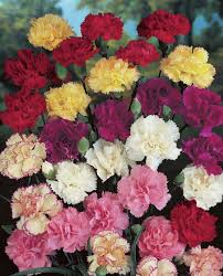 Nelken Im Garten Pflanzen 8 Arten Fur Ein Blumen Paradies Garten Pflanzen Pflanzen Und Nelken