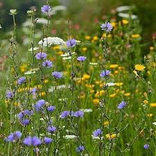 Image result for Cichorium