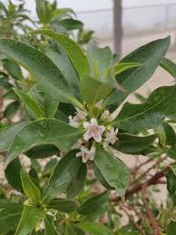 Image result for Myoporum laetum