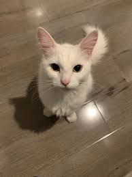 Lola is still missing 2 weeks on, missing from the Victoria Circus area in  Mitton, she didn't come home the night before we left for holiday. Distinct  tan marking under chin and