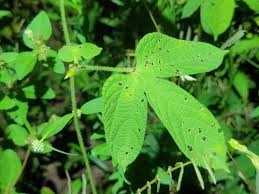 Image result for Dalechampia scandens