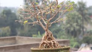 If your tree has exposed roots that are causing problems, try covering the roots with mulch or an attractive ground cover. Premna Microphylla Exposed Root Bonsai How To Make Youtube