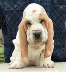 Maybe you would like to learn more about one of these? Basset Hound Breeders Near Me Off 67 Www Usushimd Com