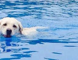 Teach Your Dog To Swim Safely Dog Swimming Safety