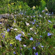 Image result for Tephrosia argyrolampra