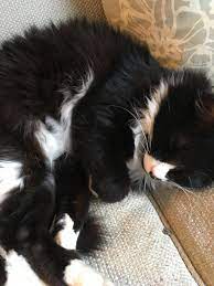 Love This Fur Ball Fur Ball Cat Photo Cats