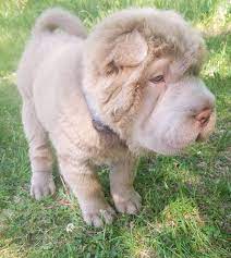 When you're ready to begin brushing their coat, you want your dog to be in a secure area that will be easy to clean. Shar Pei Info Temperament Puppies Pictures