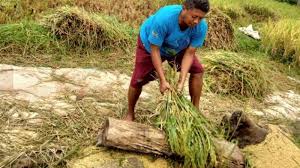 Jun 01, 2021 · ia menambahkan unit rumah di cimanggis golf estate dirancang untuk menjadi hunian yang mendukung kesehatan mental dan fisik penghuni. Petani Keluhkan Harga Gabah Bulog Harus Beli Langsung Ke Petani