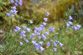Image result for Barleria rotundifolia