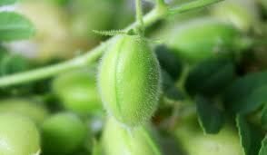 Image result for Cicer arietinum