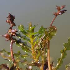 Image result for Potamogeton crispus