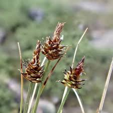 Image result for Cyperaceae