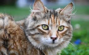 Sokaktan Kedi Aldim Ne Yapmaliyim Kedi Blog