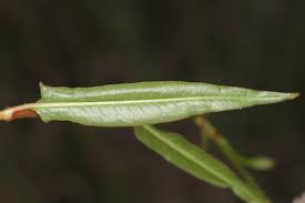 Image result for Persicaria strigosa