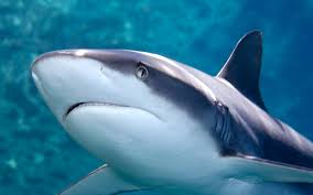 The faster it is, the quicker the scent will travel either closer or away to the shark. Shark Senses Shark Facts And Information