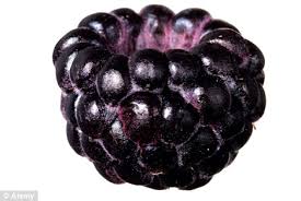 The King Of Berries British Black Raspberry Superfood Will Help Prevent Cancer Daily Mail Online