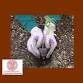 Color Brighton Green Presents: Gardening with Native Plants