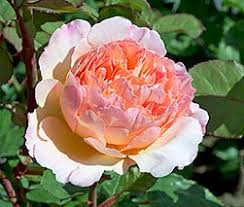 Born 25 january 1978) is the princess of monaco and a former olympic swimmer. Rosa Princesse Charlene De Monaco Monaco Nature Encyclopedia