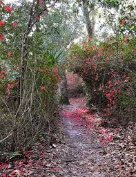 One of nine florida state parks with new deal era structures, ravine gardens is the only park with a formal designed landscape. Hiking The Ravines Florida State Parks