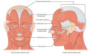 12 photos of the back muscle diagram. Axial Muscles Of The Head Neck And Back Anatomy And Physiology I