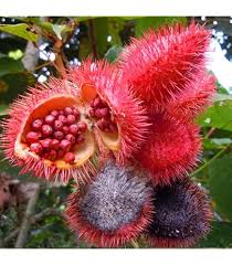 Image result for Salvadora australis