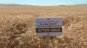 Çiftçinin yüzü kuraklığa dayanıklı buğdayla gülecek İhlas Haber Ajansı
