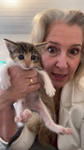 Os gatinhos já disponíveis!, Para adotar precisa fazer entrevista por  mensagem., Você vai conhecer os gatinhos na sala de gatoterapia durante a  feirinha sábado., #gato #adoçãodefilhotes ...