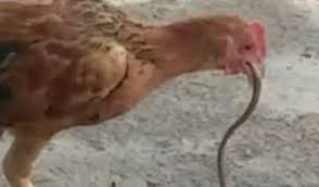 Salah satu spesis ular yang paling ditakuti dan digeruni di bumi sudah tentulah king cobra atau lebih dikenali sebagai ular tedung selar. Bunyi Dengus Tedung Selar Menanti Dalam Bilik Air Mynewshub