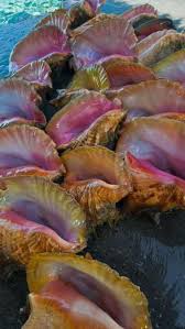 Conch Shells Can You Hear The Ocean Sea Shells Shells Shell Beach