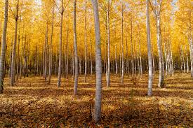 Image result for nature