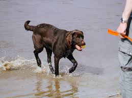 Oct 14, 2019 · as a general rule of thumb, this means you want to measure the circumference of your labs neck with a measuring tape and then add 2 inches. Dog Food For Labradors Keep Your Pet Labradors Healthy Active Most Searched Products Times Of India
