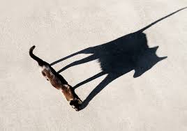 Check spelling or type a new query. Shadow Photography How To Explains Ways To Capture Light In Photos