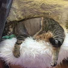 Lymphoma is by and large the most common cancer that affects cats, although there are other types of feline cancers that can affect domestic cats. My Survivor Athena September 2017 She Had Surgery For Lung Cancer Huge Success Cancer Might Be Back But She Got 1 5 Years Of Quality Time At Least Cats